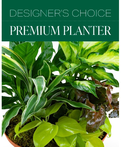 Designer's Choice Premium Planter Plant