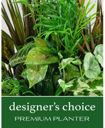 Designer's Choice Premium Planter Plant in Mahopac, NY | EMY Custom Flowers