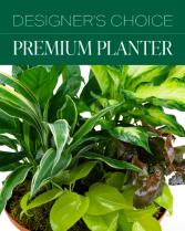 Designer's Choice Premium Planter Plants