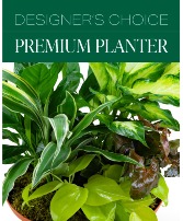 Designer's Choice Premium Planter Plants