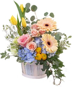 Category Image