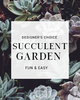 Designer's Choice Succulent  