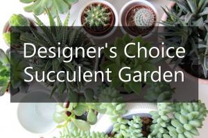 Designer's Choice Succulent Garden in Spotsylvania, VA | Walker's Flowers & More Designer's Choice Succulent Garden in Spotsylvania, VA | Walker's Flowers & More