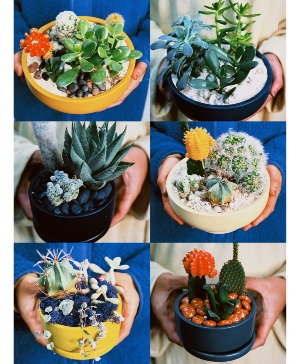 Succulent Garden Designers Choice