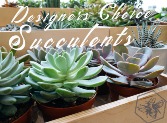 Designers Choice Succulent Varieties and Gardens