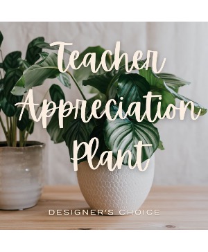 Designer's Choice Teacher Appreciation Live Plant