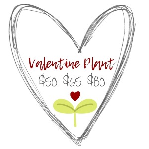 Valentine Plant Designer's Choice