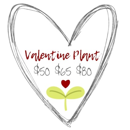 Valentine Plant Designer's Choice