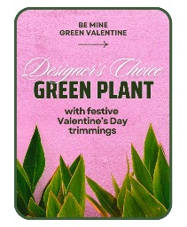 Designer's Choice Valentine's Day Green Plant Flower Arrangement