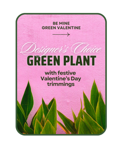 Designer's Choice Valentine's Day Green Plant Plant