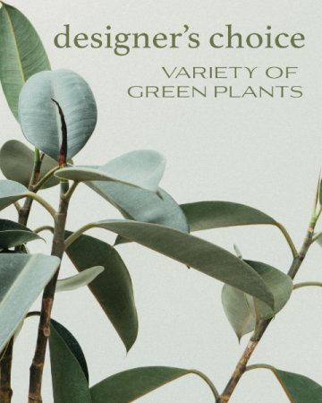 Designer's Choice - Variety of Green Plants Flower Arrangement