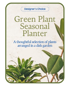 Designer's Choice - Variety of Green Plants in a B Plant