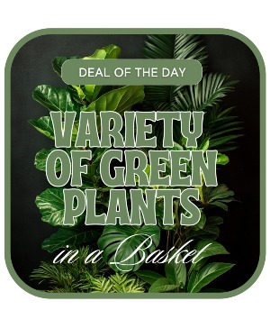 Designer's Choice - Variety of Green Plants Plant in Nevada, IA | Flower Bed Designer's Choice - Variety of Green Plants Plant in Nevada, IA | Flower Bed