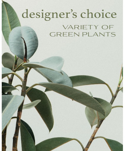 Designer's Choice - Variety of Green Plants Plant