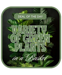 Designer's Choice - Variety of Green Plants Plant