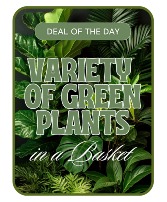 Designer's Choice - Variety of Green Plants Plant