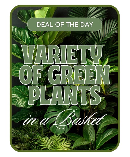 Designer's Choice - Variety of Green Plants Plant