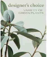 Designer's Choice - Variety of Green Plants Plants