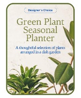 Designer's Choice Variety Of Plants Plant