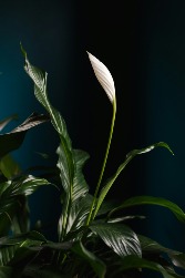 Designer's Pick | Blooming Plant $55|$65|$75 