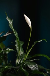 Designer's Pick | Blooming Plant $85|$95|$105 