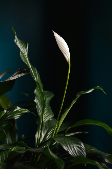 Designer's Pick | Blooming Plant $85|$95|$105  in Fort Worth, TX | DAVIS FLORAL DESIGNS