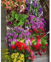 Designers Selection Hanging Basket  Plant  Local delivery only