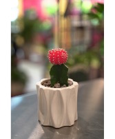 Desk Top Desert Mini Cactus 