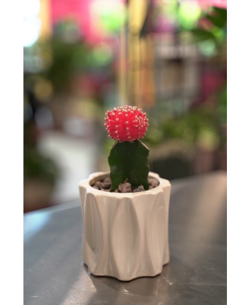 Desk Top Desert Mini Cactus  in South Milwaukee, WI | PARKWAY FLORAL INC.