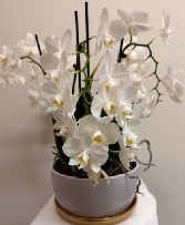 Devine Orchid Plant