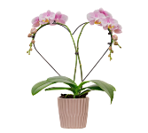 Devoted Heart Orchid in ceramic