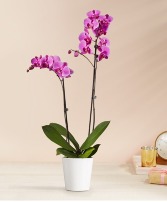 Opulent Purple Orchid 