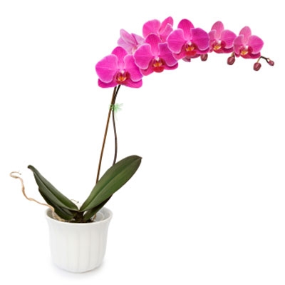 Opulent Orchid 