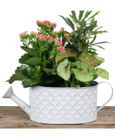 Diamond Watercan Planter 