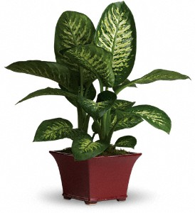 Dieffenbachia