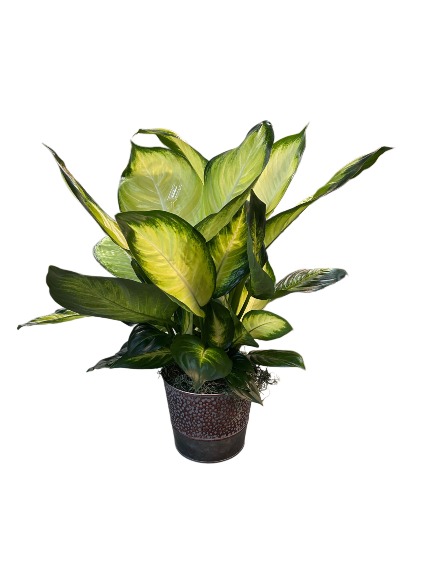 Dieffenbachia  