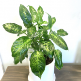 Dieffenbachia 'Dumb Cane Plant'