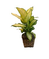 Dieffenbachia Green Plant