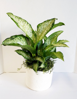 Dieffenbachia maculata 'Exotica" in Vacaville, CA | The Red Anthurium Dieffenbachia maculata 'Exotica" in Vacaville, CA | The Red Anthurium