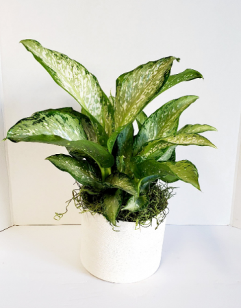 Dieffenbachia maculata 'Exotica
