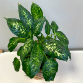 Dieffenbachia Pick-up Only