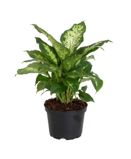Dieffenbachia Plant
