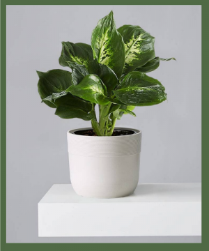 DIEFFENBACHIA PLANT  / DUMB CANE 
