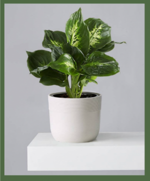DIEFFENBACHIA PLANT / DUMB CANE BRIGHT, INDIRECT LIGHT. WILL TOLERATE LOW LIGHT AS WELL