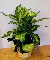 Dieffenbachia plant plant