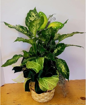 Dieffenbachia plant plant