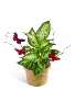 Purchase this funeral home arrangement