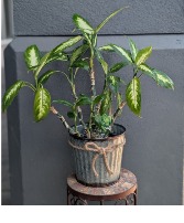 Diffenbachia in a metal container  1 Available in store Now