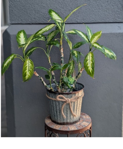 Diffenbachia in a metal container 1 Available in store Now