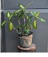 Diffenbachia in a metal container  1 Available in store Now